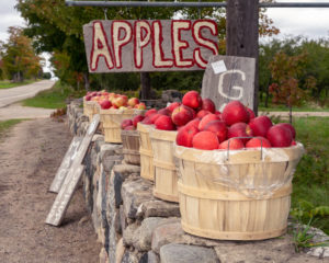 Photo of apples in a bucket during Bayfield Apple festival