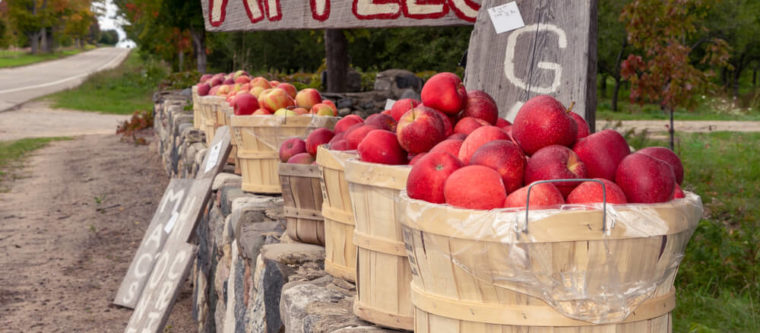 Photo of apples in a bucket during Bayfield Apple festival