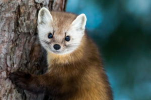 Photo of American marten: wisconsin wildlife you can see in Bayfield