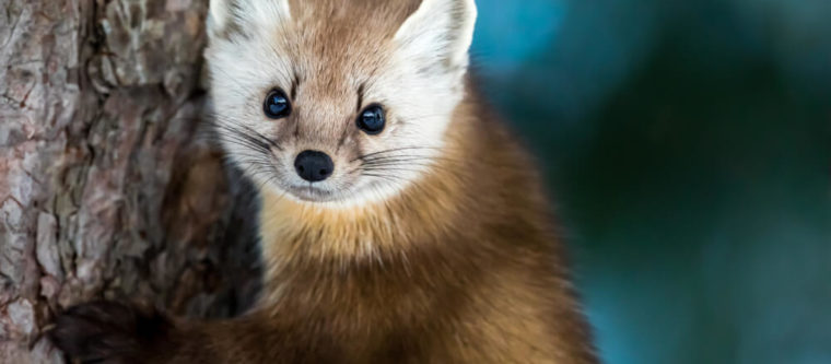 Photo of American marten: wisconsin wildlife you can see in Bayfield