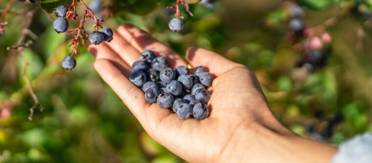 Hand holding freshly picked blueberries from the orchards in Bayfield Wisconsin