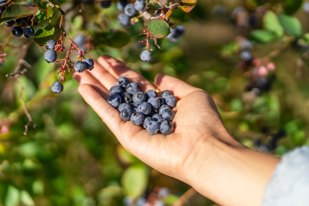 Hand holding freshly picked blueberries from the orchards in Bayfield Wisconsin